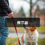 赛尔盈(图2) 赛尔盈(图2)