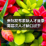 贵阳发布紧缺人才目录 高层次人才缺口过千(图2) 贵阳发布紧缺人才目录 高层次人才缺口过千(图2)